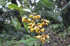 Connarus paniculatus